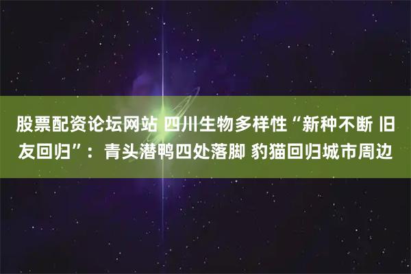 股票配资论坛网站 四川生物多样性“新种不断 旧友回归”：青头潜鸭四处落脚 豹猫回归城市周边